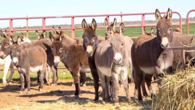 Donkeys-amravati-mandal