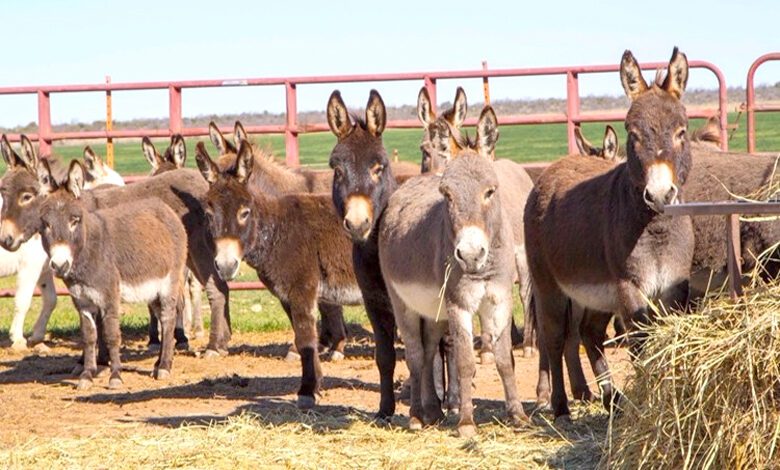 Donkeys-amravati-mandal
