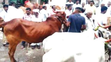 'Lumpy'-Vaccine-amravati-mandal