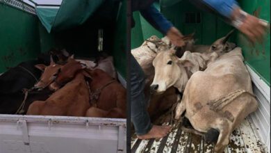 cow protection
