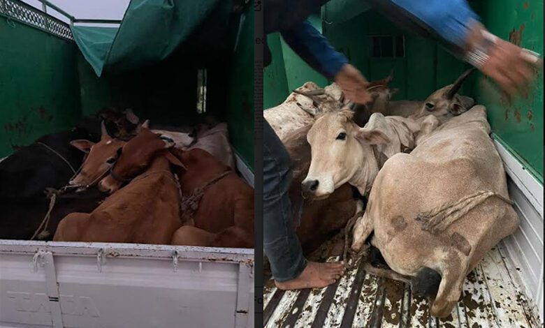 cow protection