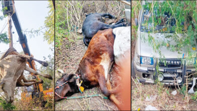 cattle smuggling
