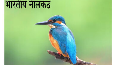 Neelkanth