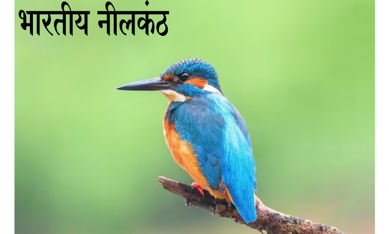 Neelkanth